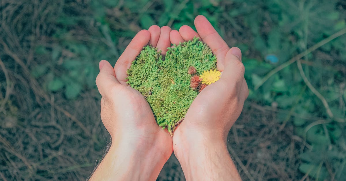 entdecken sie die bedeutung von nachhaltigkeit für eine bessere zukunft. erfahren sie, wie nachhaltige praktiken zur erhaltung unserer umwelt beitragen und die lebensqualität verbessern können.