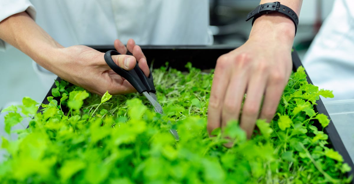 entdecken sie die bedeutung der nachhaltigkeit für unsere umwelt, wirtschaft und gesellschaft. erfahren sie, wie nachhaltige praktiken und innovative ideen dazu beitragen, eine bessere zukunft für kommende generationen zu schaffen.