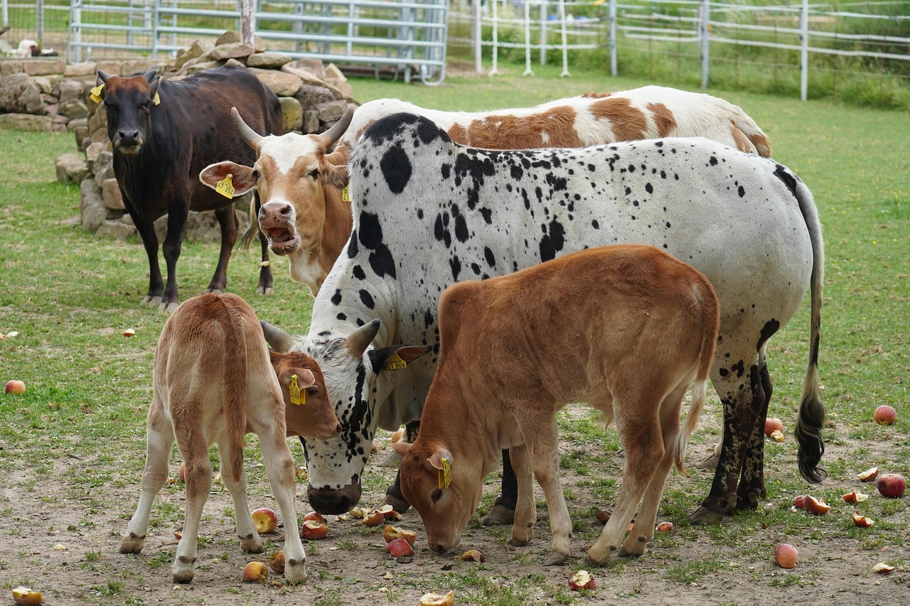 tierhaltung umfasst die pflege, zucht und haltung von tieren zur gewinnung von lebensmitteln, fellen und anderen ressourcen. erfahren sie mehr über nachhaltige praktiken und die bedeutung der tierhaltung in der landwirtschaft.