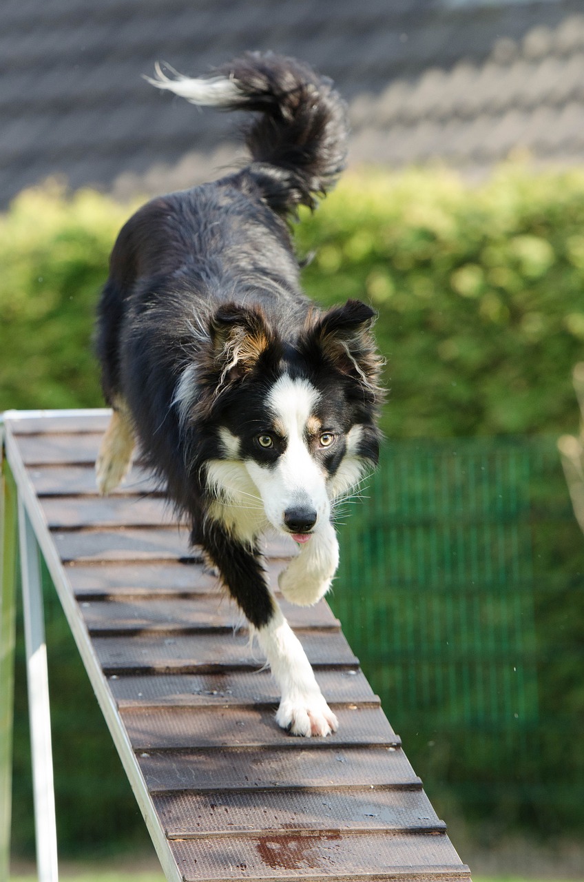professionelle hundetraining tipps und techniken für ein besseres verständnis zwischen ihnen und ihrem hund. erfahren sie, wie sie positive verhaltensweisen fördern und problematische verhaltensweisen effektiv angehen können.