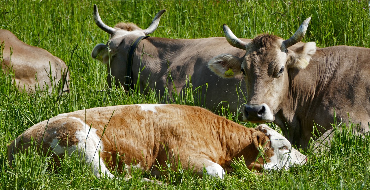 erfahren sie alles über die tierhaltung: praktiken, techniken und herausforderungen in der modernen landwirtschaft. verbessern sie das wohlbefinden ihrer tiere und steigern sie die effizienz ihrer produktionsmethoden.
