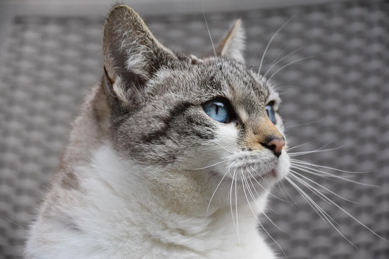 Katzenpflege: Tipps und Tricks für eine gesunde und glückliche Katze